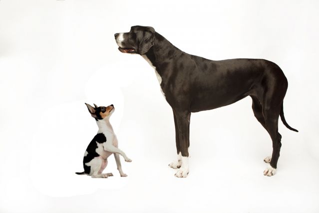 Behavior Differences Between Smaller and Larger Dogs | Psychology Today